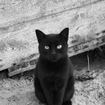 Слот игра Cleocatra с египетской тематикой и кошачьими символами