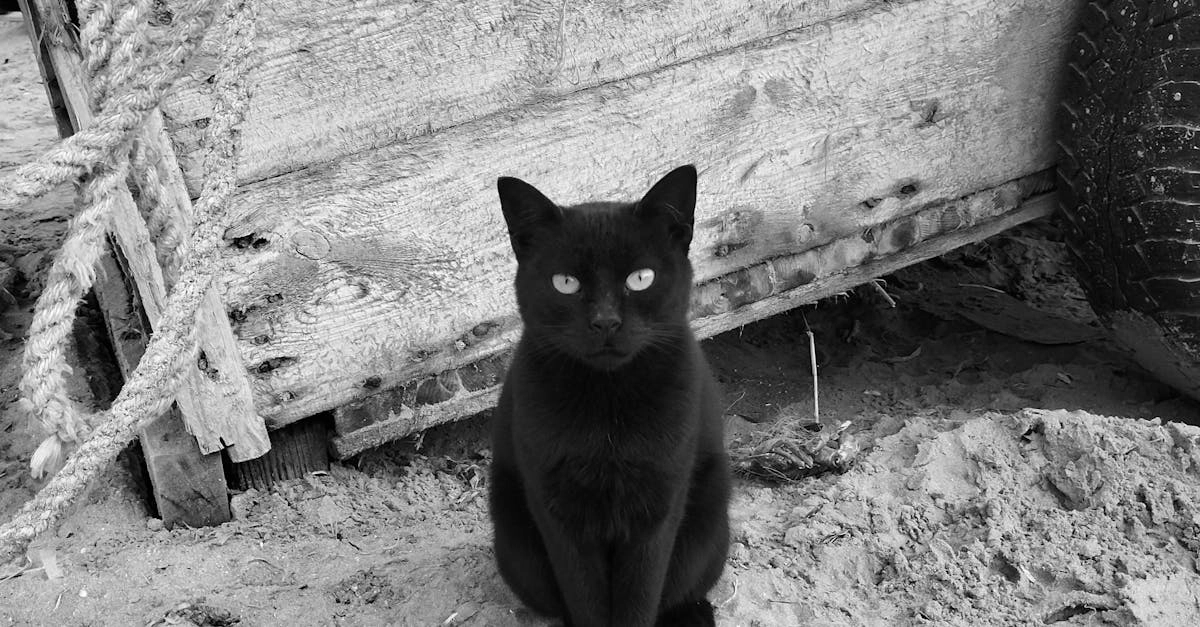 Слот игра Cleocatra с египетской тематикой и кошачьими символами